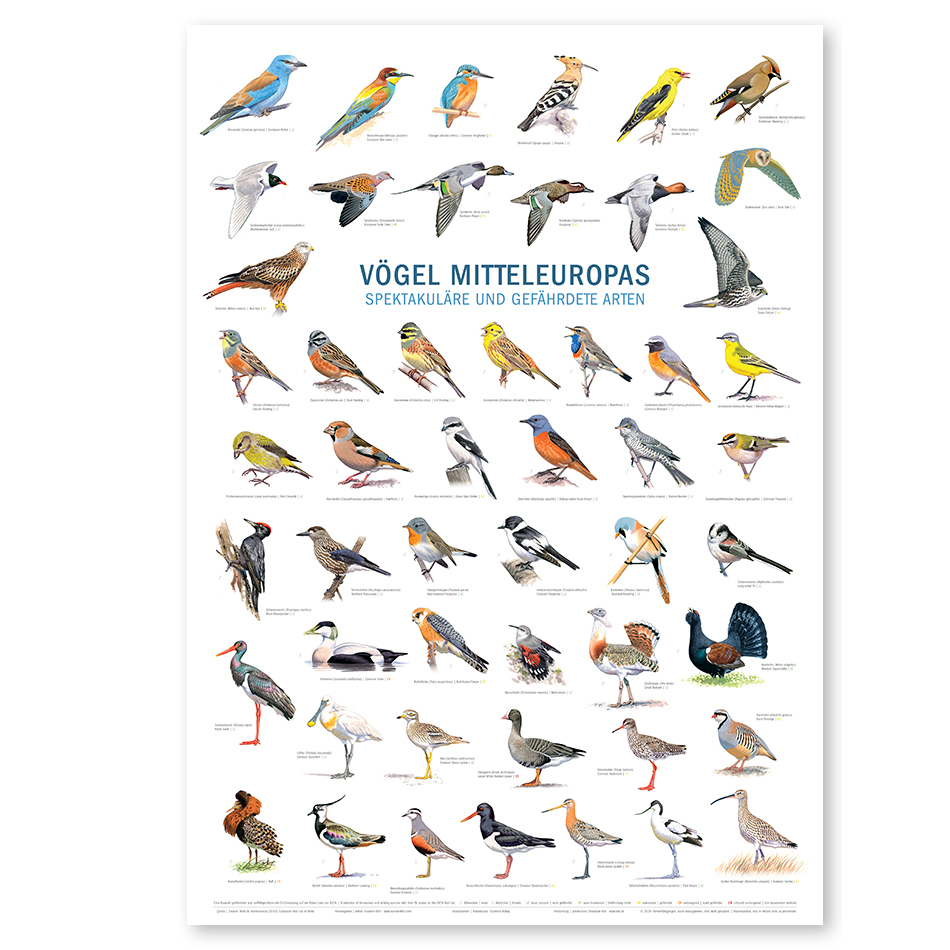 Poster \"Vögel Mitteleuropas\"